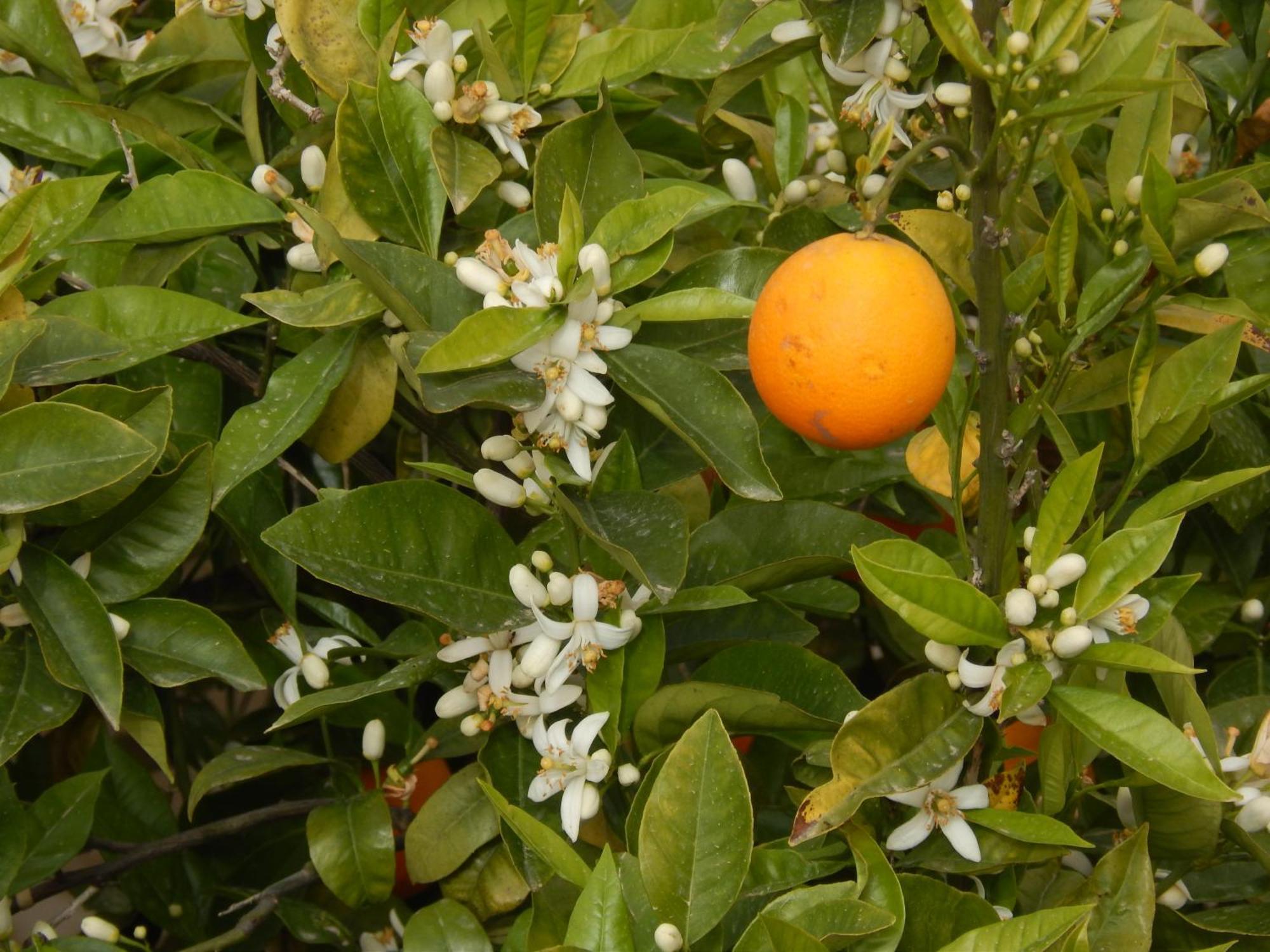 Nel Giardino Di Nunziatina Lägenhet Syrakusa Exteriör bild